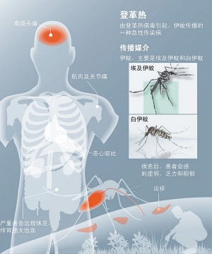 防治登革热，消灭病媒蚊插图