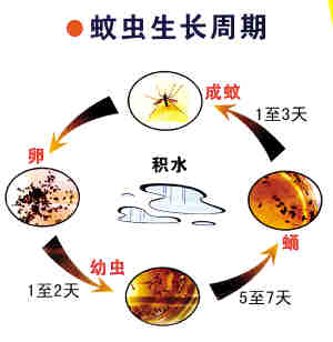 防治登革热，消灭病媒蚊插图4